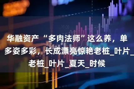 华融资产 “多肉法师”这么养，单头变多头，多姿多彩，长成漂亮惊艳老桩_叶片_夏天_时候